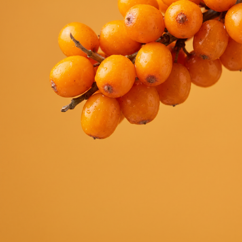 Sea Buckthorn